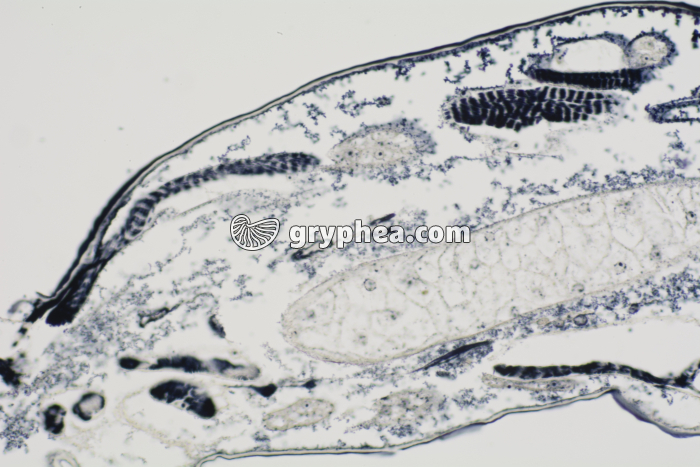 Muscle stries géantes larve de Chironome CL x100 - gryphea.com